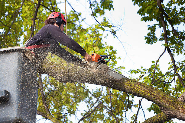 Applewood, CO  Tree Services Company